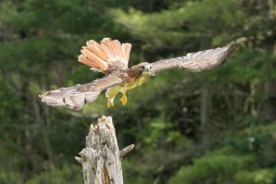 Raptor Conservancy D230603 1236-www.jpg