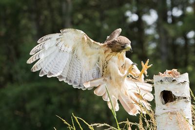 Raptor Conservancy D230603 1242-www.jpg