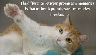 opinion - the difference between promises.jpg