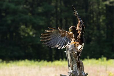 Raptor Conservancy D230708 0505 www.jpg