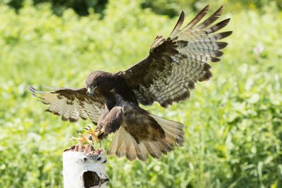 Raptor Conservancy D230708 0682 www.jpg