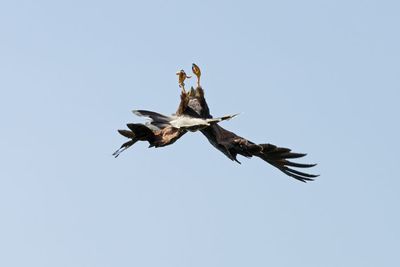 Raptor Conservancy D230708 0536 www.jpg