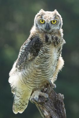 Raptor Conservancy D230708 1600 www.jpg