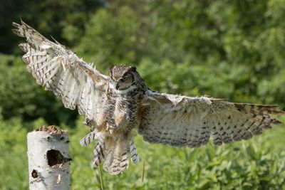 Raptor Conservancy D230708 0068-www.jpg