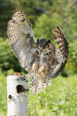 Raptor Conservancy D230708 0138-www.jpg