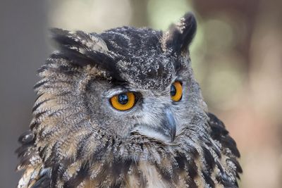 Raptor Conservancy D230708 0586-www.jpg