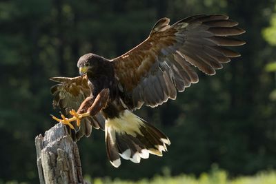 Raptor Conservancy D230708 0459-www.jpg