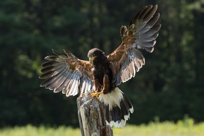 Raptor Conservancy D230708 0460-www.jpg