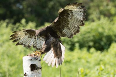 Raptor Conservancy D230708 0724-www.jpg