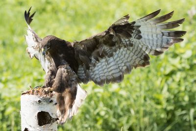 Raptor Conservancy D230708 0661-www.jpg