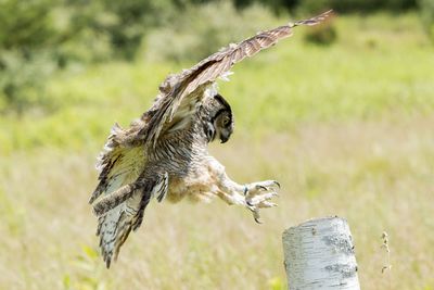 Raptor Conservancy D230709 0123 www.jpg