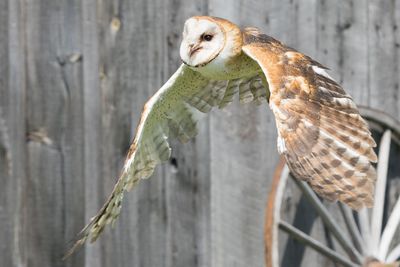 Raptor Conservancy D230709 0816 www.jpg