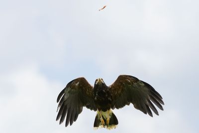 Raptor Conservancy D230709 0615-www.jpg