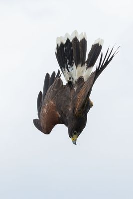 Raptor Conservancy D230709 0641-www.jpg