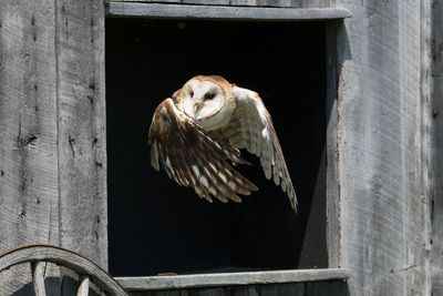 Raptor Conservancy D230709 0803-www.jpg