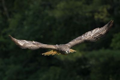 Raptor Conservancy D230709 1277-www.jpg