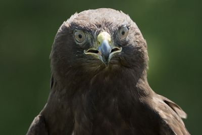 Raptor Conservancy D230709 1377-www.jpg