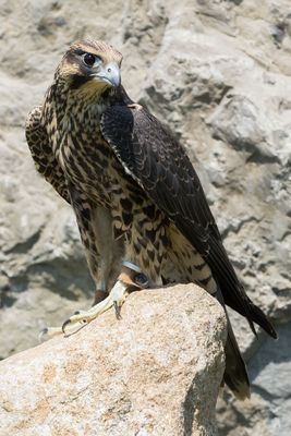 Raptor Conservancy D230709 1457-www.jpg