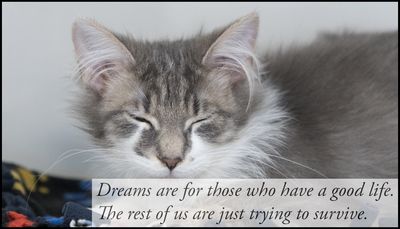dream - dreams are for those who.jpg