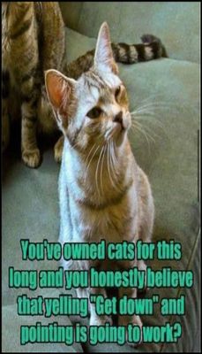 animals - v - you've owned cats for.jpg
