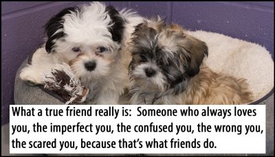 friends - what a true friend really is.jpg
