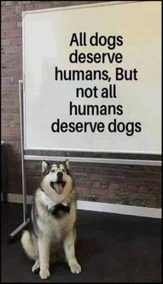 animals - v - all dogs deserve.jpg