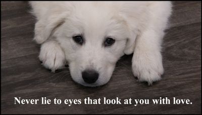 trust - never lie to the eyes.jpg