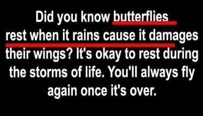 butterfly - did you know butterflies.jpg
