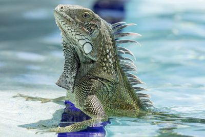 Iguanas