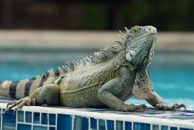 Iguanas