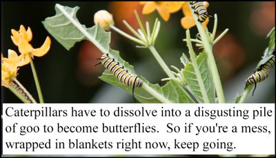 note to self - caterpillars have to dissolve.jpg