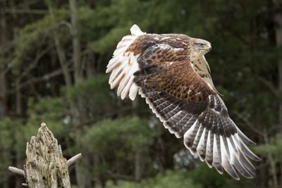 Canadian Raptors D250405 1963 www.jpg