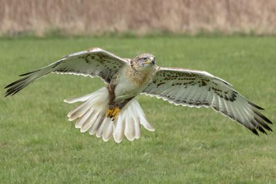 Canadian Raptors D250406 2169 www.jpg
