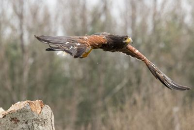 Canadian Raptors D250405 0001 www.jpg