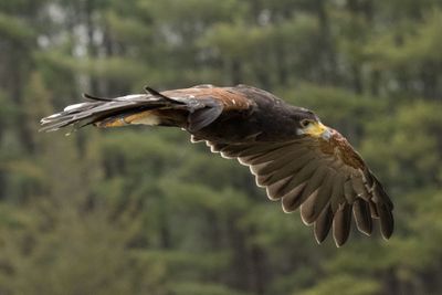 Canadian Raptors D250405 0029 www.jpg