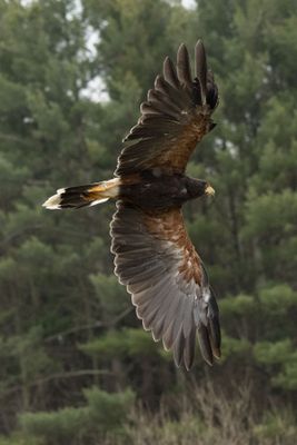 Canadian Raptors D250405 0052-www.jpg