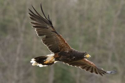 Canadian Raptors D250405 0168 www.jpg