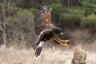 Canadian Raptors D250405 0198 www.jpg