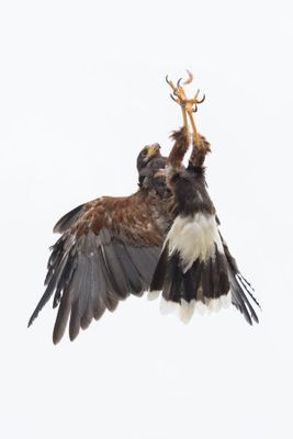 Canadian Raptors D250405 0257 www.jpg