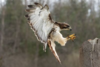 Canadian Raptors D250405 0320 www.jpg