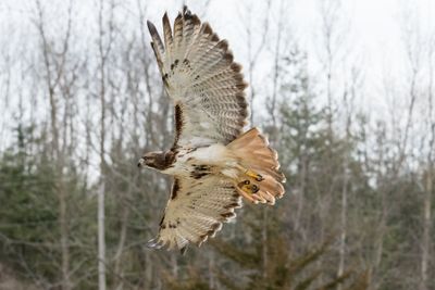 Canadian Raptors D250405 0424 www.jpg