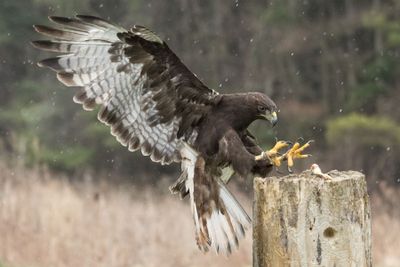 Canadian Raptors D250405 0816 www.jpg