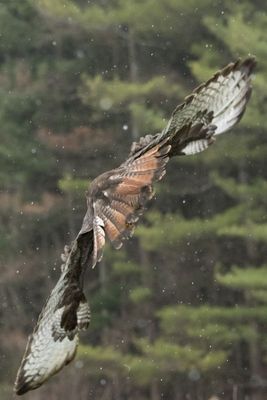 Canadian Raptors D250405 0833 www.jpg