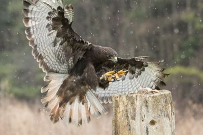 Canadian Raptors D250405 0861 www.jpg