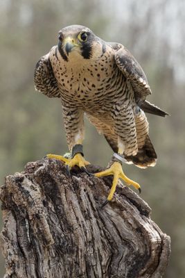 Canadian Raptors D250405 1696 www.jpg