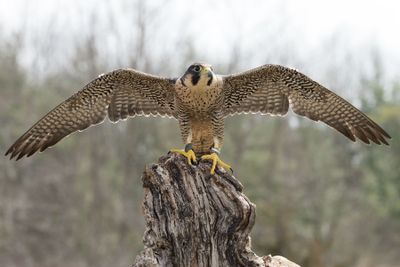 Canadian Raptors D250405 1745 www.jpg