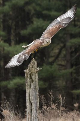 Canadian Raptors D250405 1990 www.jpg