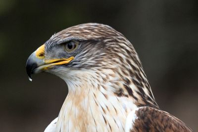 Canadian Raptors D250406 2265 www.jpg