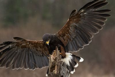 Canadian Raptors D250406 0213 www.jpg
