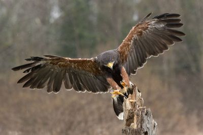 Canadian Raptors D250406 0292 www.jpg